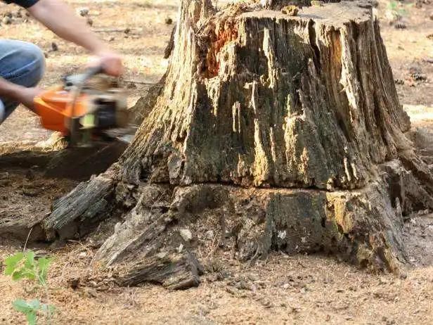 Auto Oiling, Hydraulic Moveable Diesel Tree Root Grinding Chipper Machine